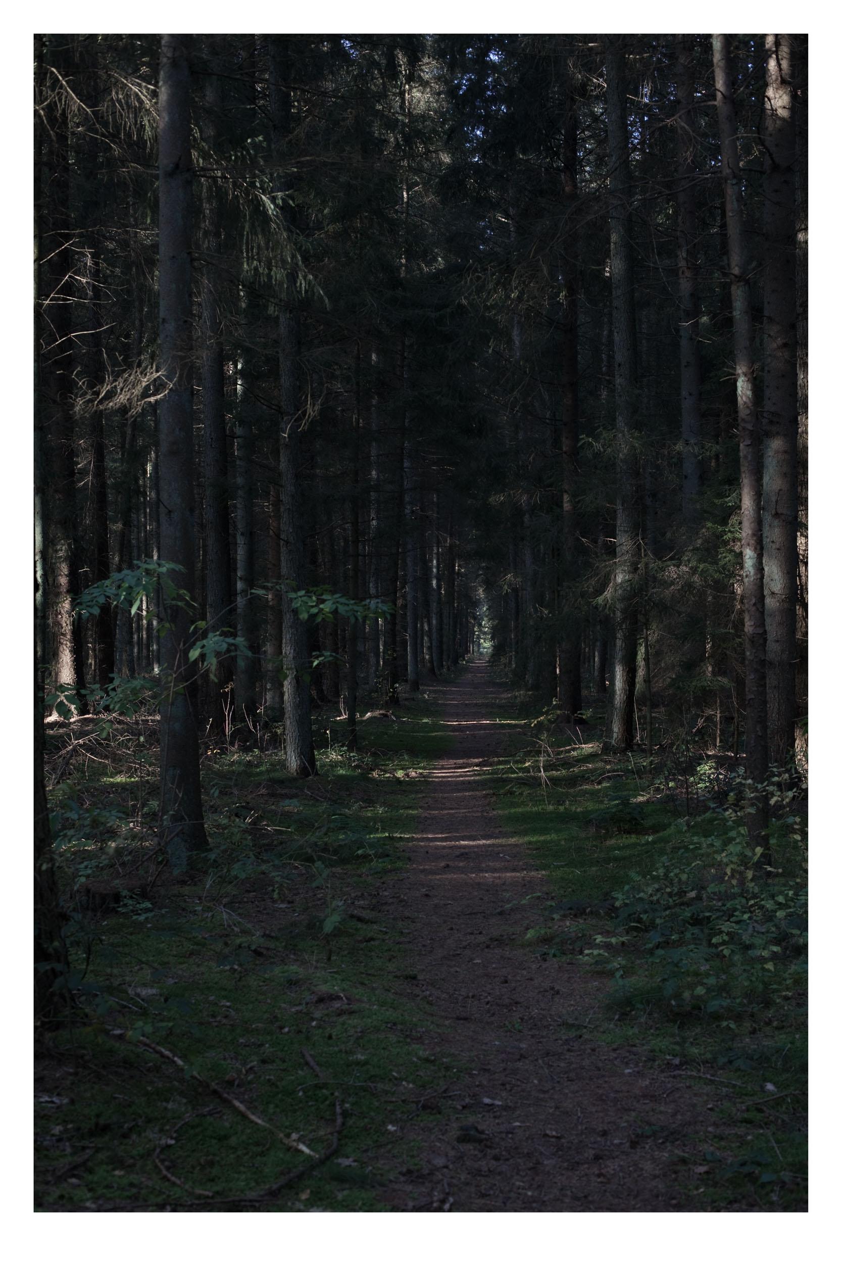 Wald