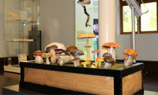 Faszination Pilze Ausstellung Titelbild